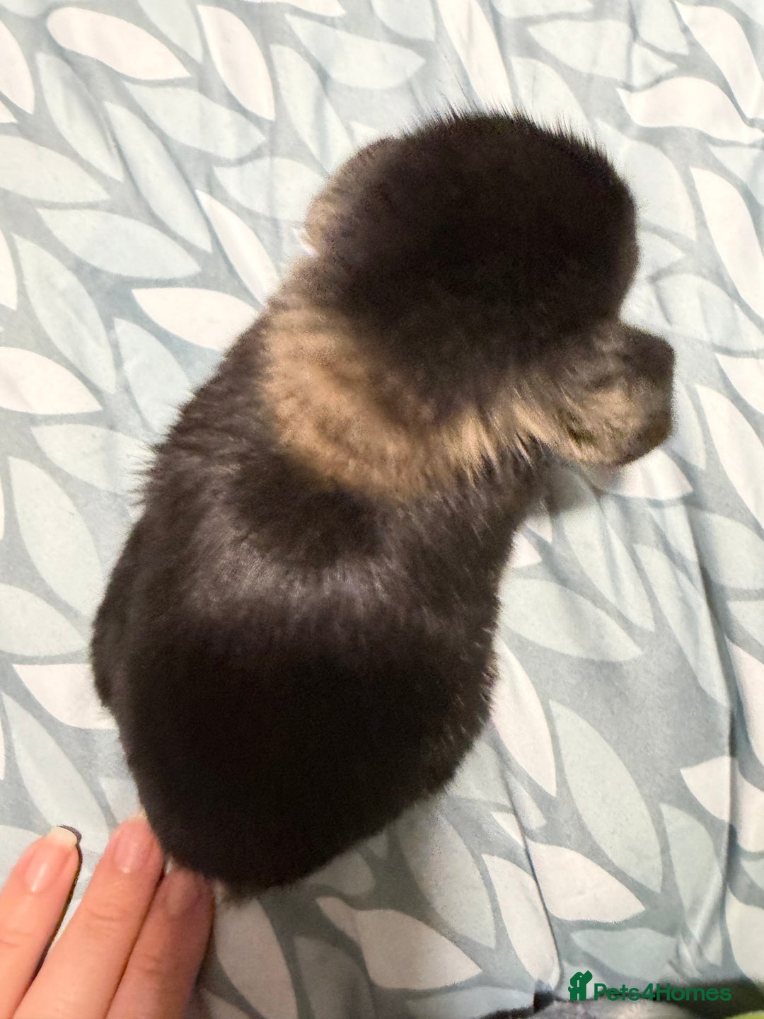 Mini Lop rabbits for sale: 5 Beautiful Baby Mini Lop Rabbits  - Advert 13