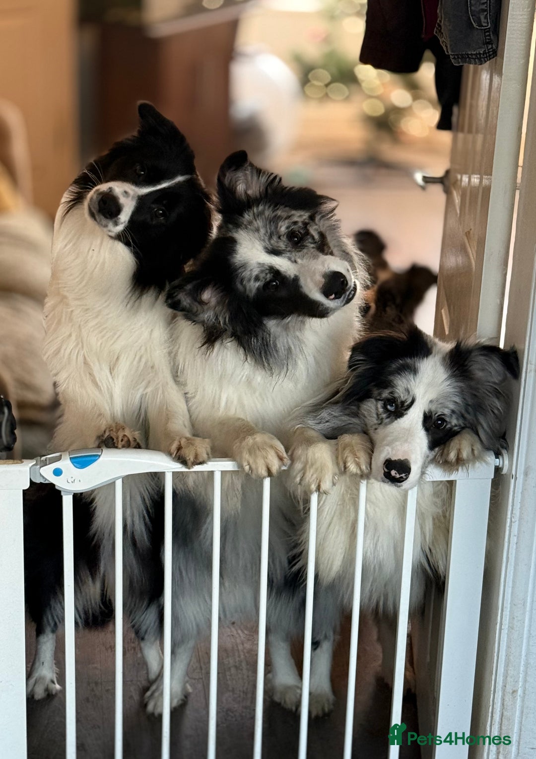 Border Collie dogs for sale: 9 Month old KC Reg, Show Line, Male Border Collie - Advert 13