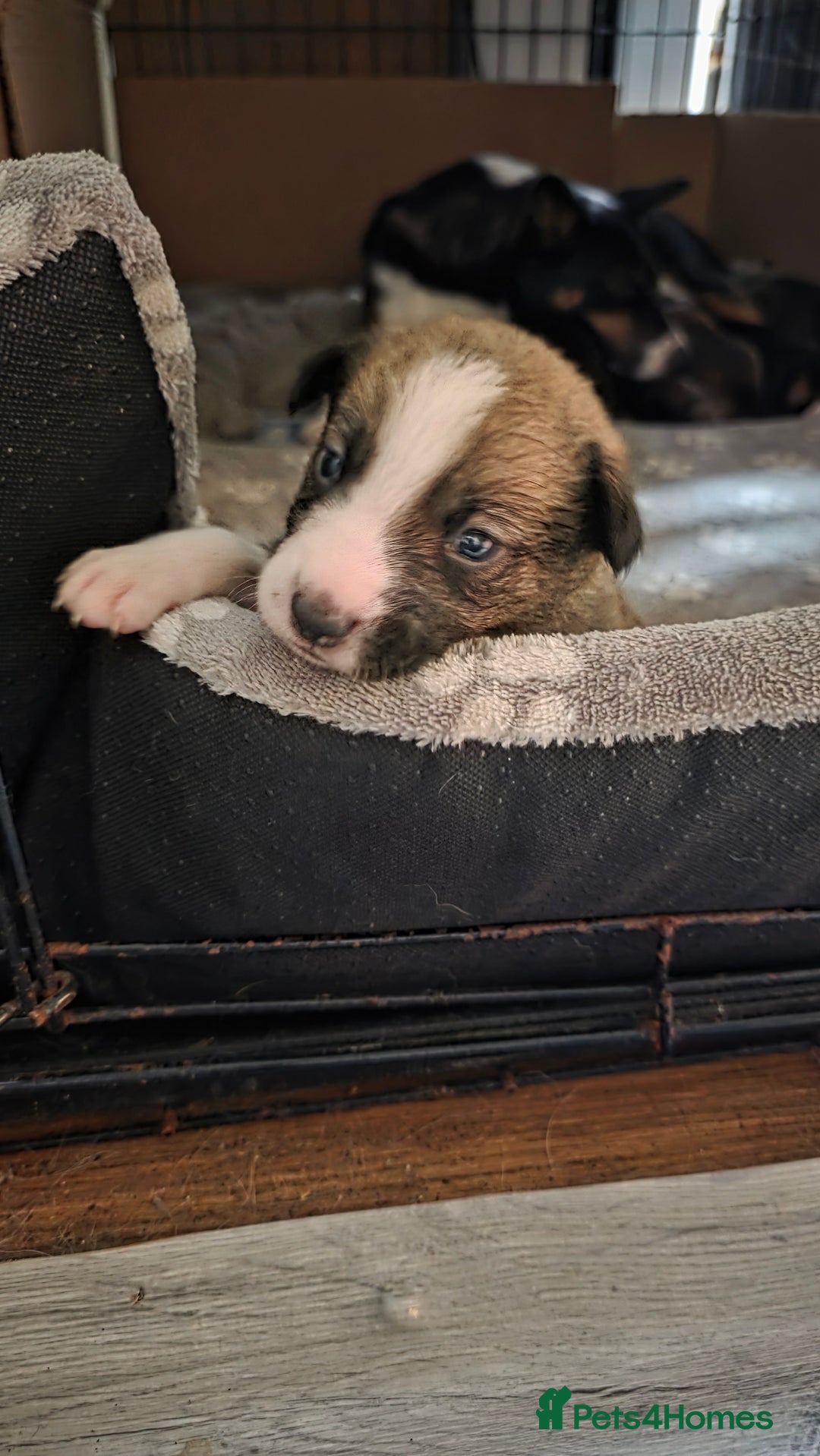 Mixed Breed dogs for sale: Beautiful collie x kelpie puppies  - Image 12