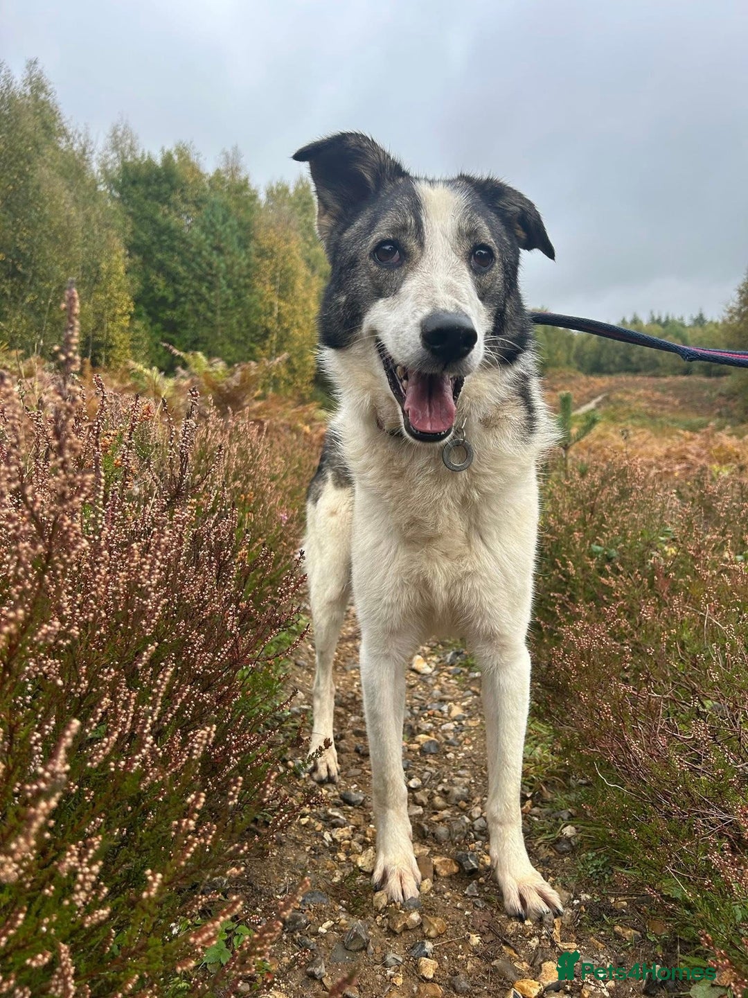 Mixed Breed dogs for adoption: Matteo - Norwich Norfolk  - Image 4