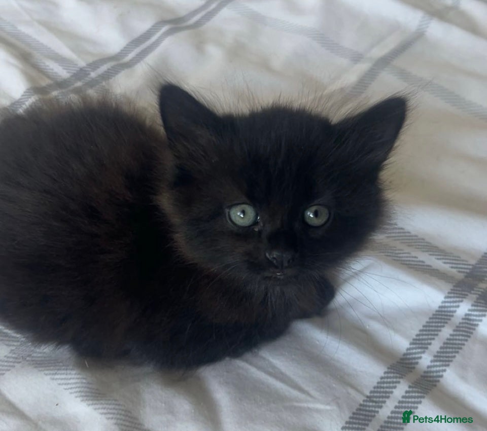 Mixed Breed cats Beautiful British shorthair x Bengal kittens - Advert 2