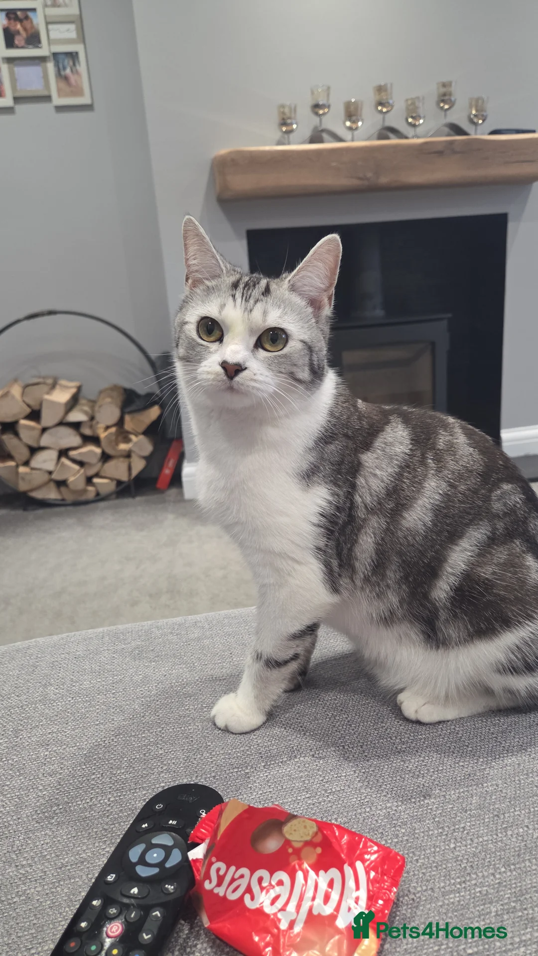 Mixed Breed cats for sale: Gorgeous long haired kittens - Advert 9