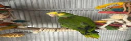 Parrots birds for sale: Magna Double yellow headed Amazon  in Wisbech - Advert 1