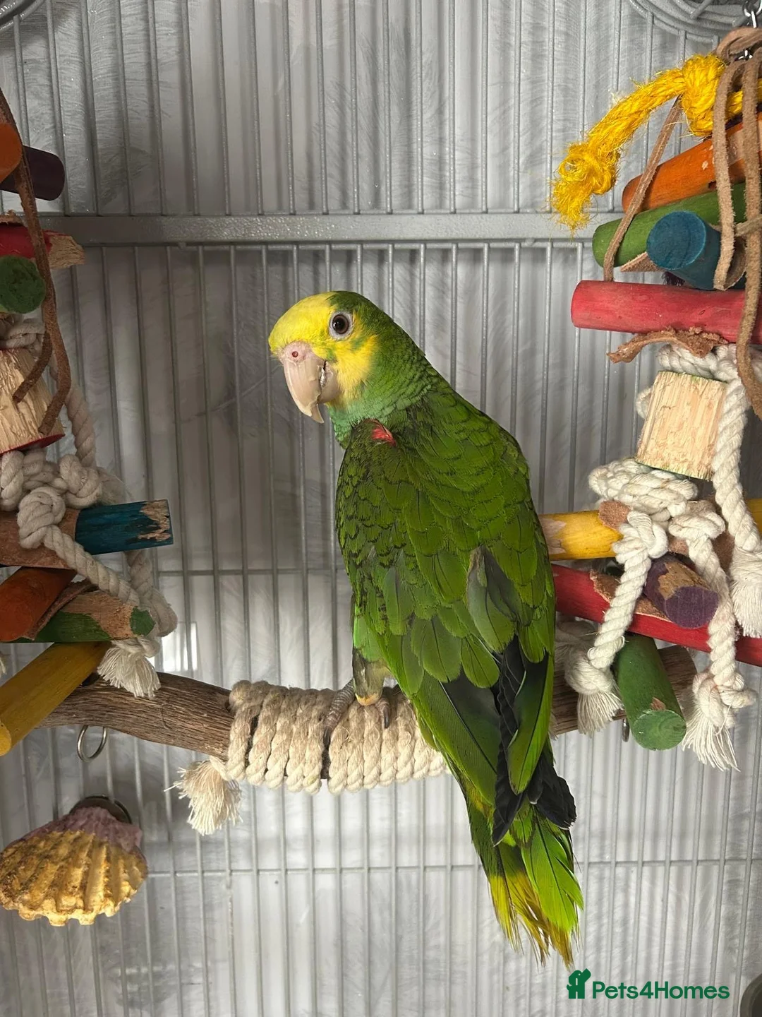 Parrots birds for sale: Magna Double yellow headed Amazon  in Wisbech - Advert 1
