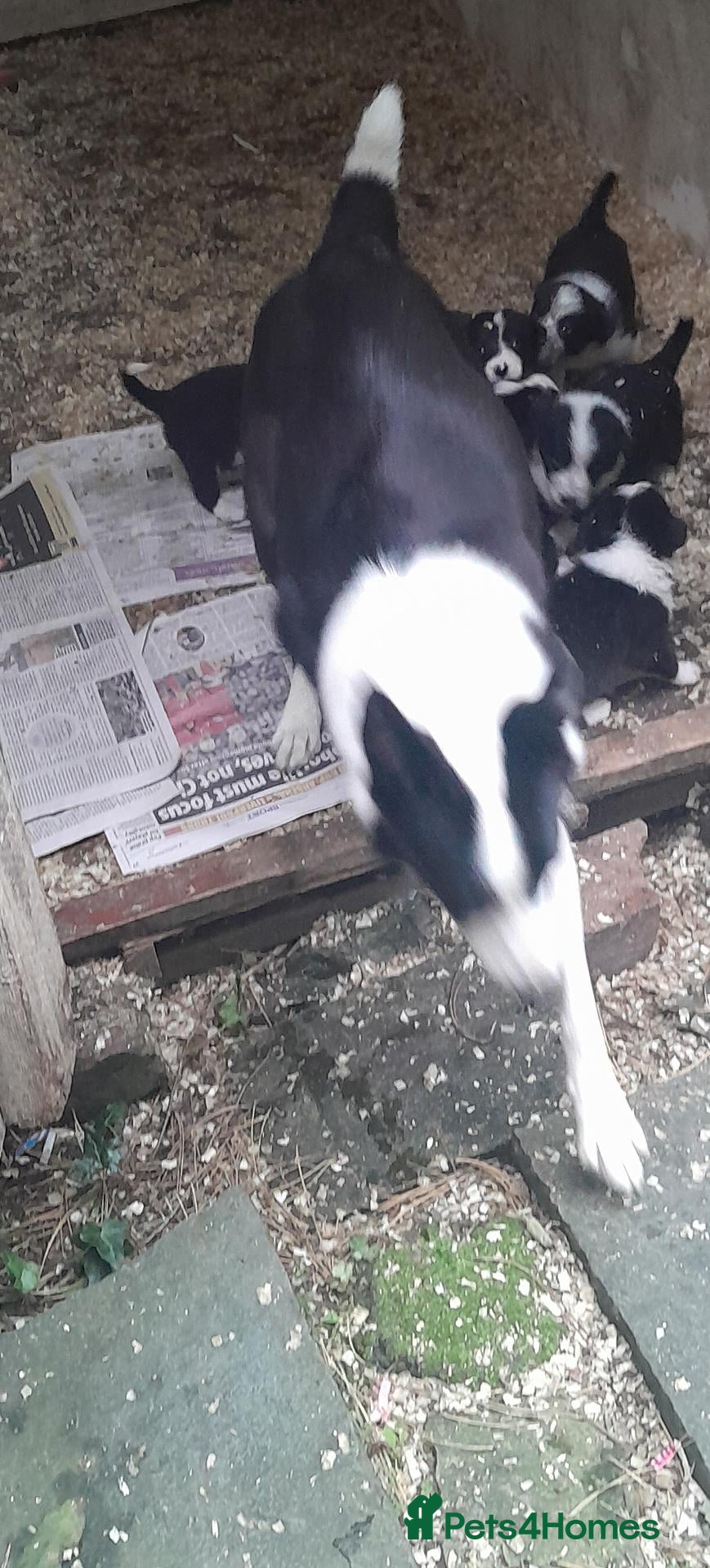 Border Collie dogs collie pups from working stock  - Advert 5