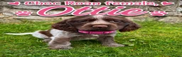Cocker Spaniel dogs for sale: Adorable Show Type Cocker Spaniel puppies - Advert 5