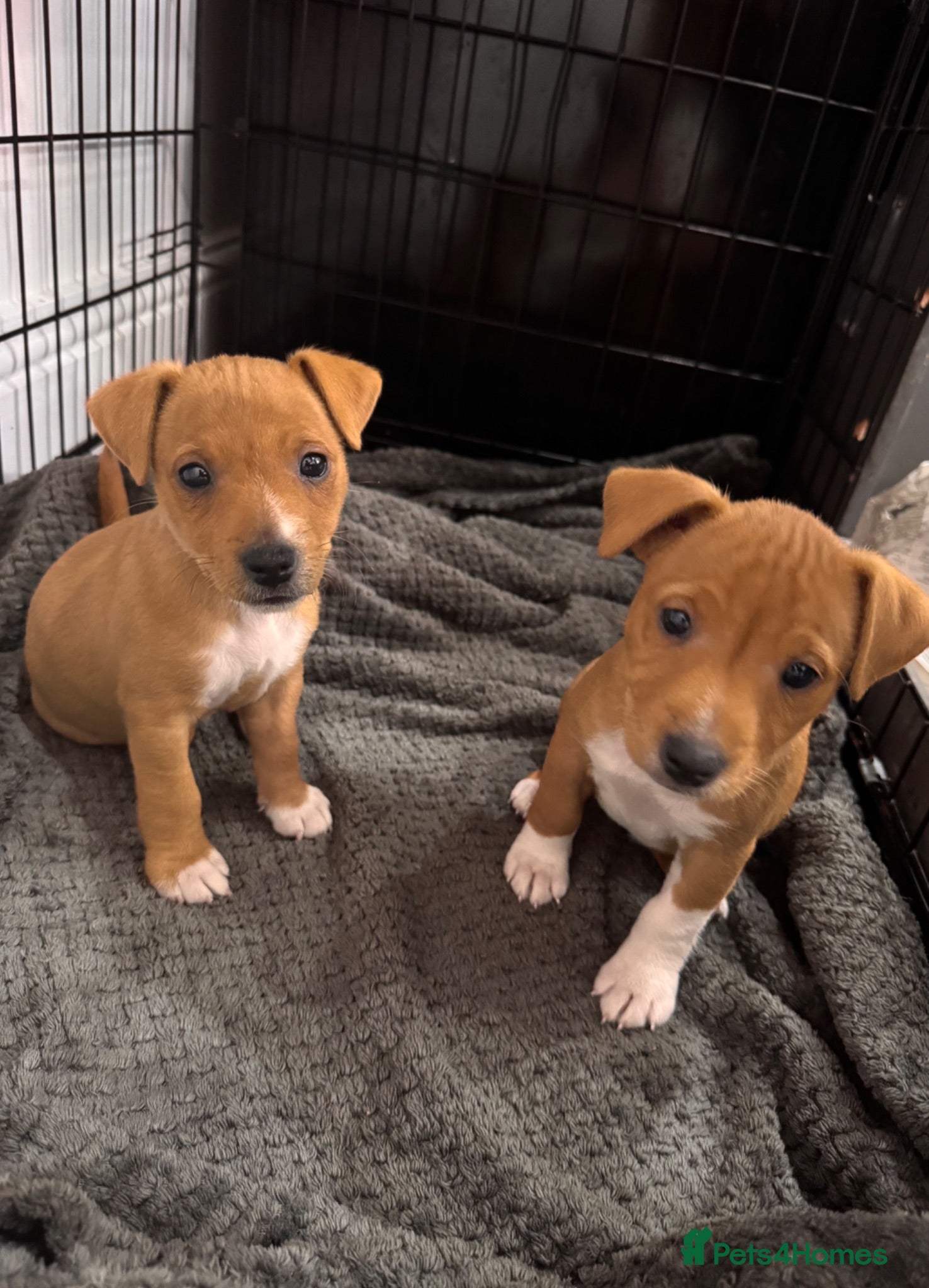 Jack Russell dogs Jack Russell puppies  - Advert 19