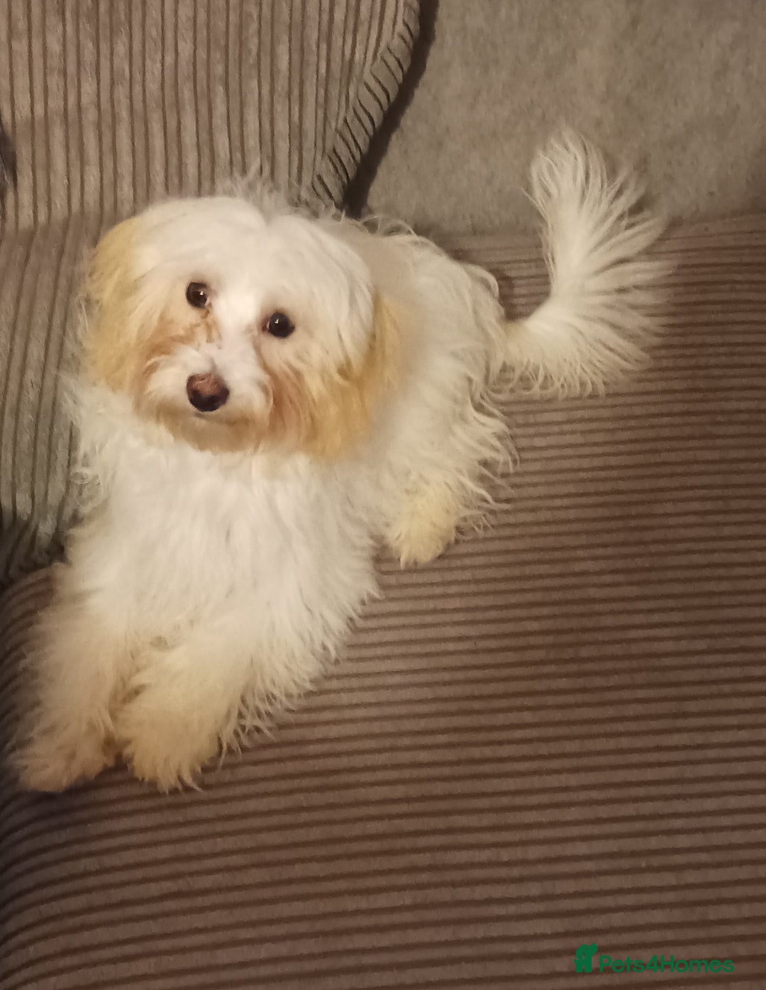 Maltipoo dogs for sale: Beautiful Maltipoo puppies  - Advert 3