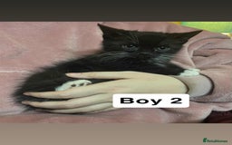 Mixed Breed cats for sale: 2 beautiful boy kittens - Image 5