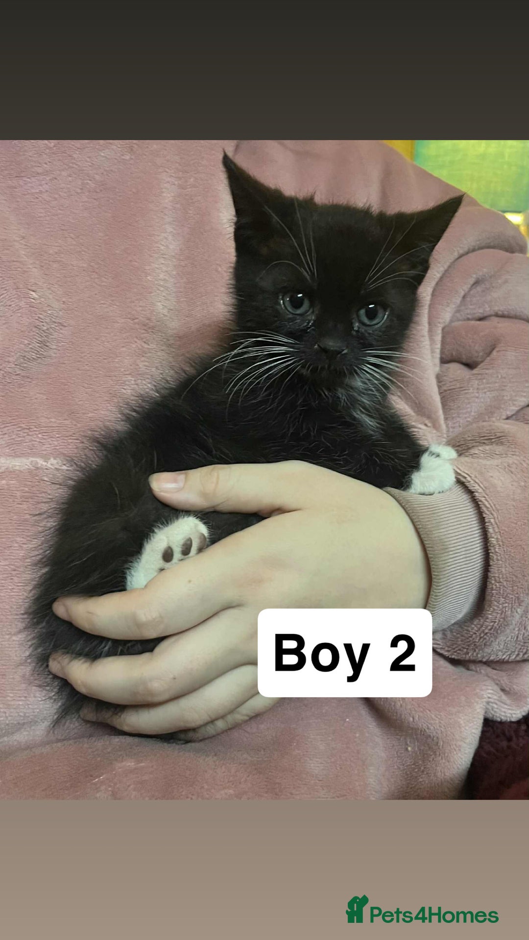 Mixed Breed cats for sale: 2 beautiful boy kittens - Image 5