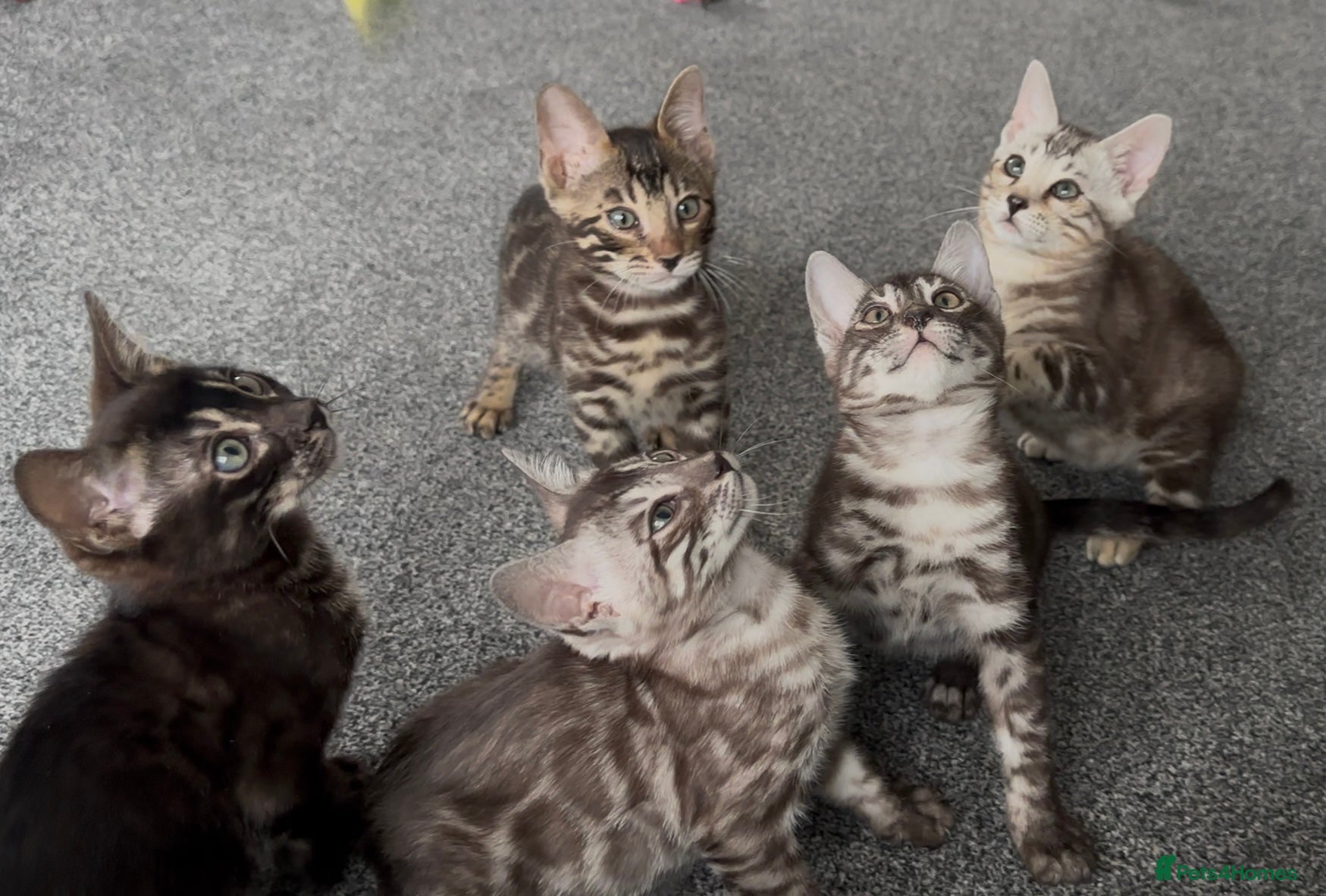 Bengal cats Well socialised bengal kittens - ready 21/12/25 - Advert 3