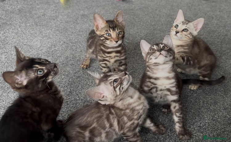 Bengal cats Well socialised bengal kittens - ready 21/12/25 - Advert 5