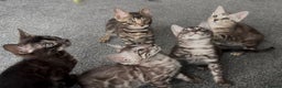 Bengal cats for sale: Well socialised kittens & retired breeding females - Advert 1
