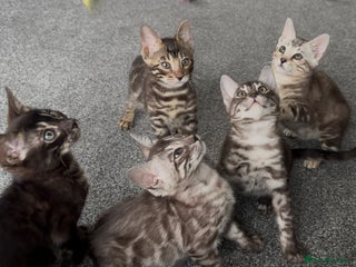 Bengal cats Well socialised bengal kittens - ready 21/12/25 - Advert 5