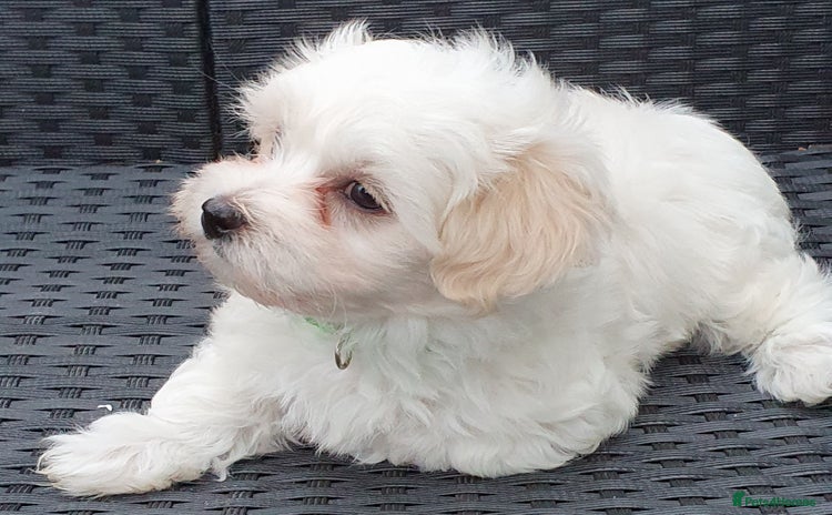 Maltese dogs - Advert 3