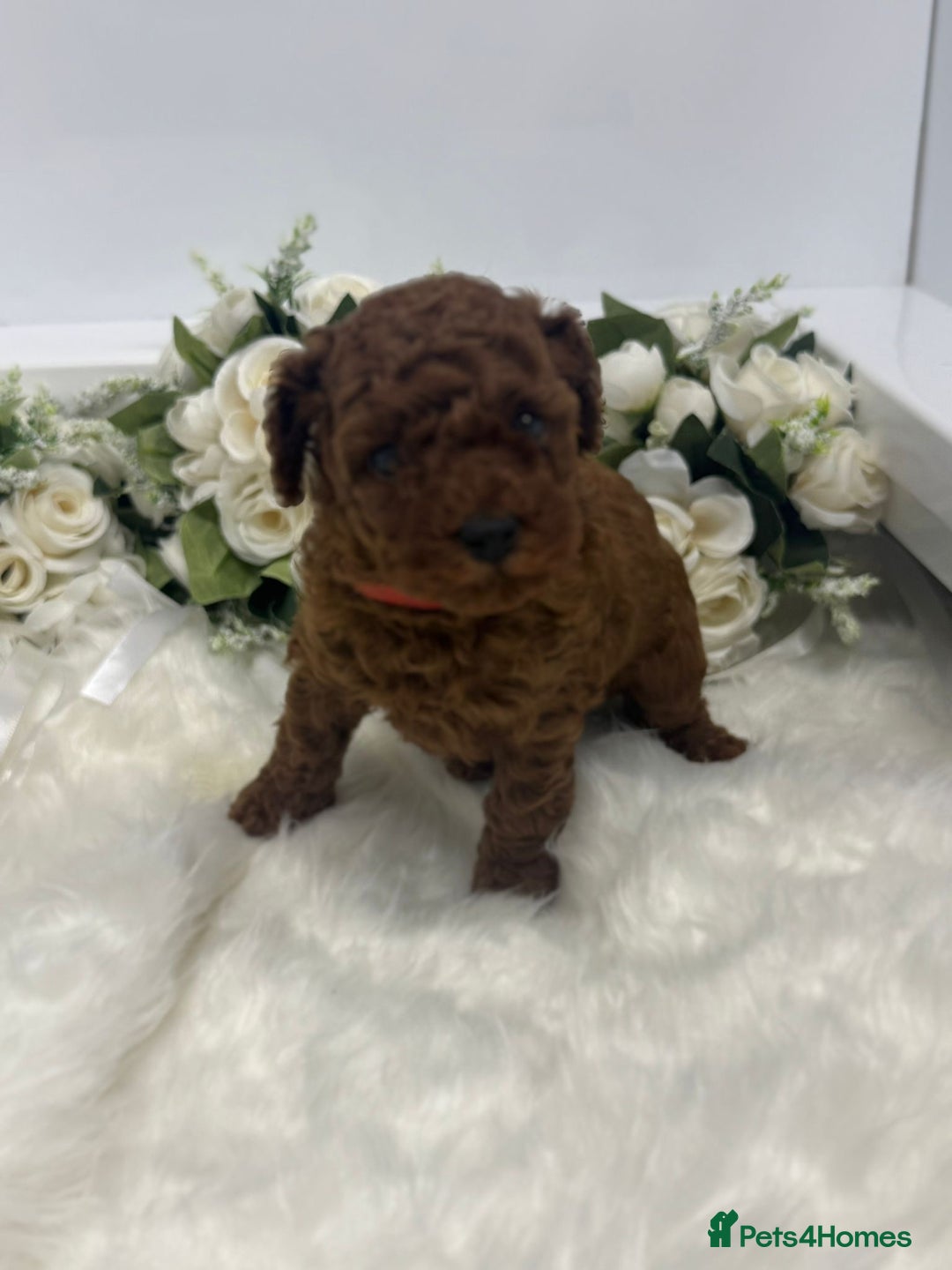 Toy Poodle dogs for sale: Toy poodle puppies  - Advert 5