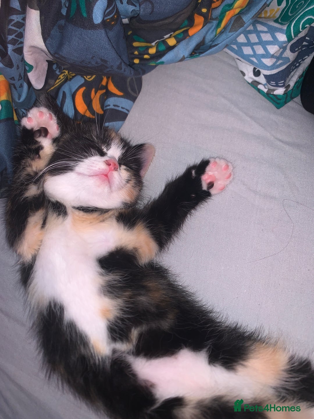 Maine Coon cats for sale: mixed breed kitten for sale  - Image 8