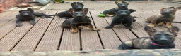 German Shepherd dogs for sale: Working Line GSD × Belgian Puppies – Ready Now - Advert 8