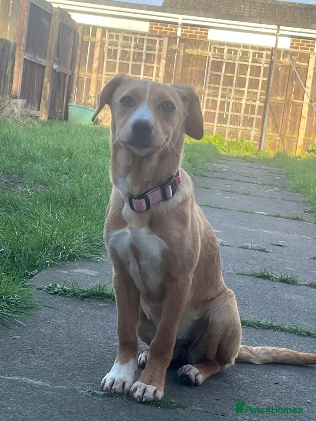 Mixed Breed dogs for adoption: Pollie 🌸 in Whitley Bay - Advert 1