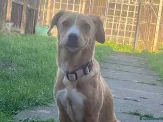 Mixed Breed dogs Pollie 🌸 - Advert 14