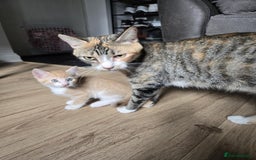 Mixed Breed cats for sale: 4 Playful Male Kittens Ready for Loving Homes! - Image 10