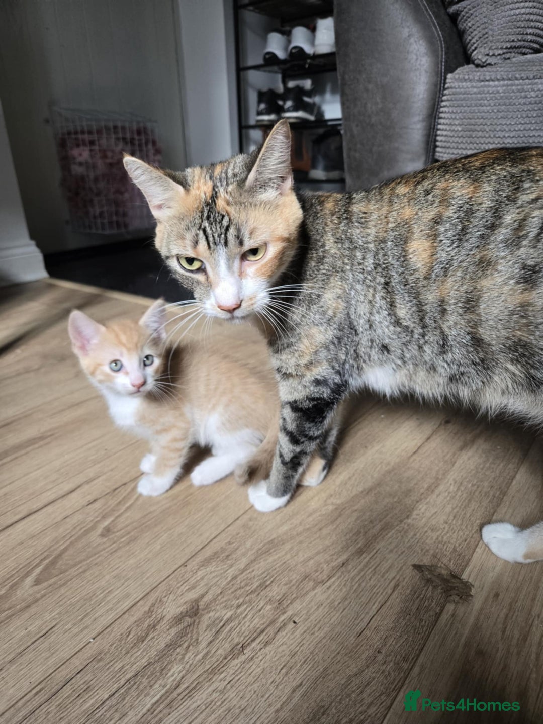 Mixed Breed cats for sale: 4 Playful Male Kittens Ready for Loving Homes! - Image 10