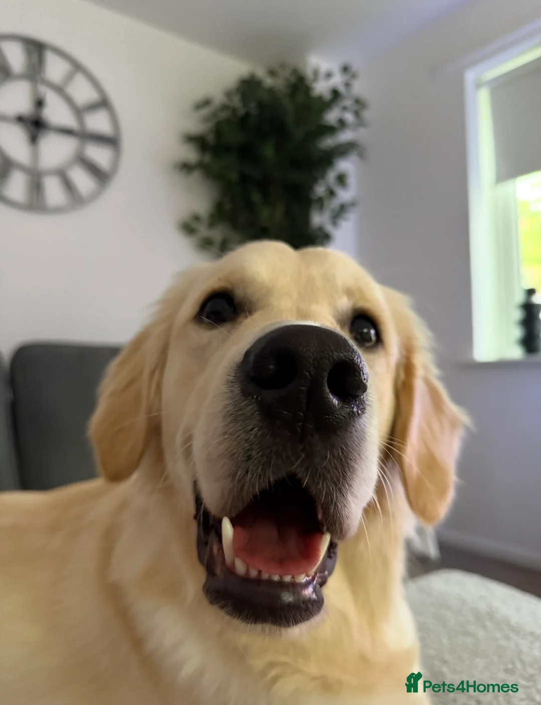 Golden Retriever dogs for sale: Meet Rex - Advert 4