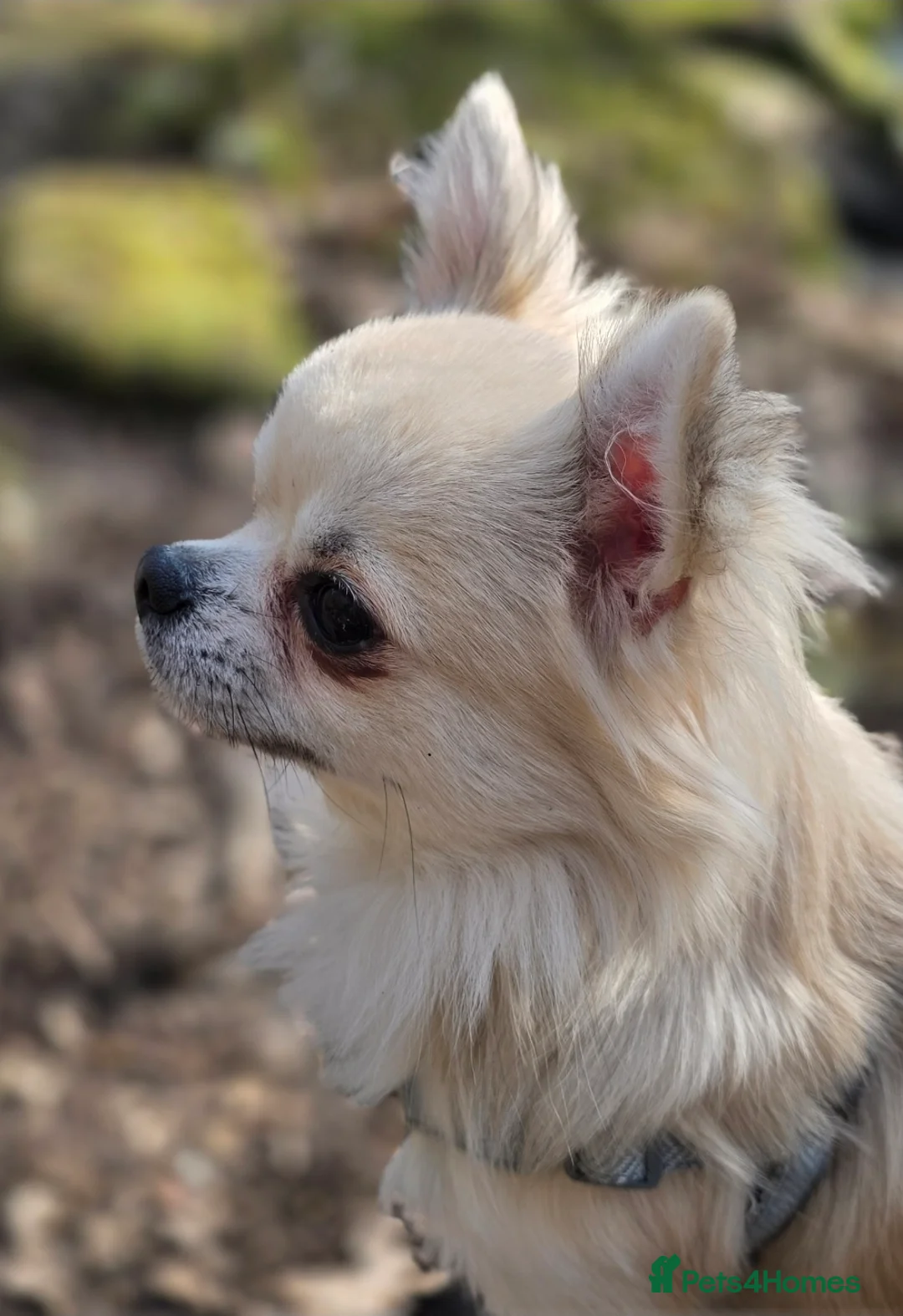 Chihuahua dogs for sale: Adorable Chihuahua Puppies Ready Soon - Advert 2