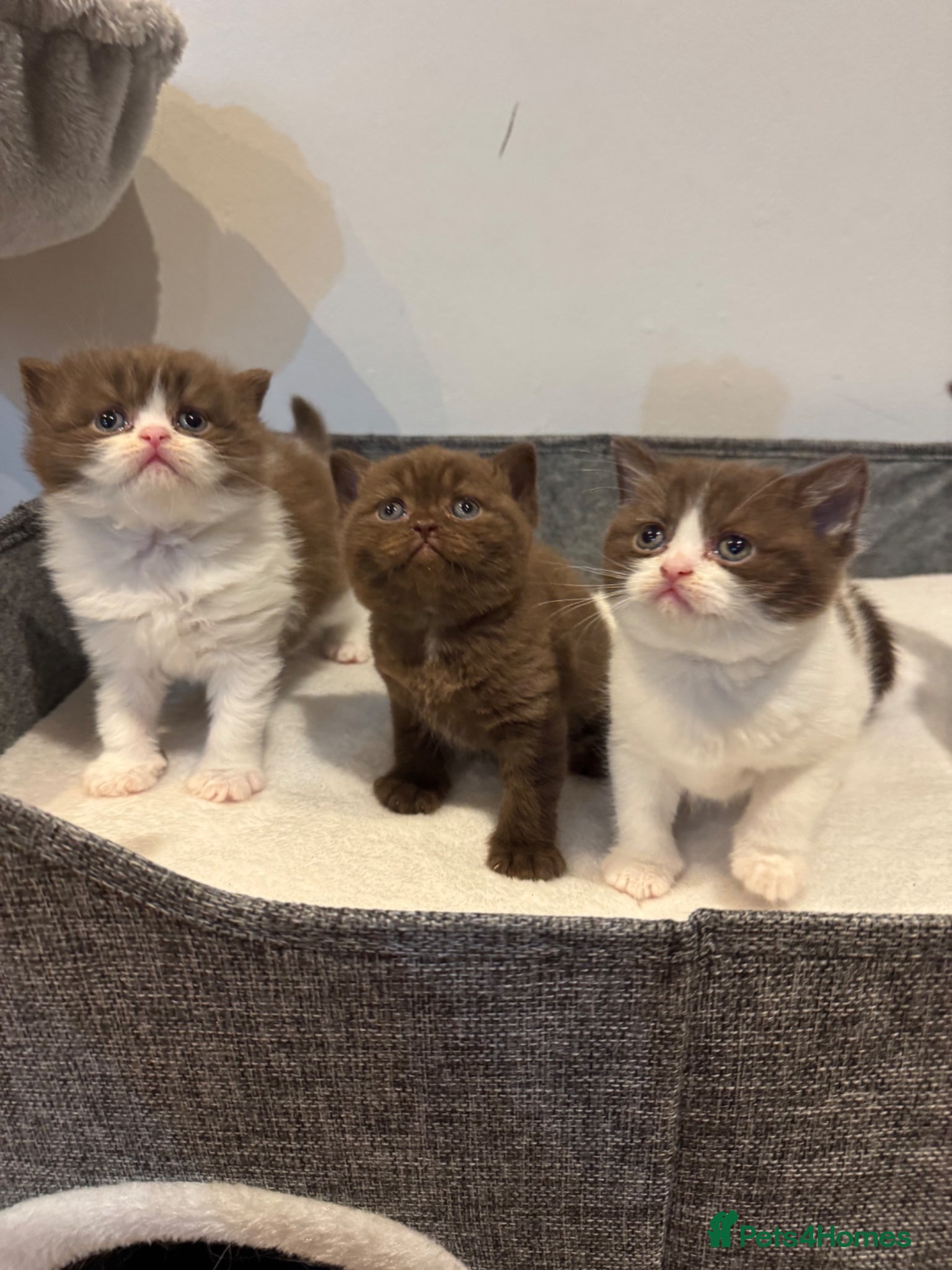 British Shorthair cats Stunning Chocolate British Shorthair Kittens  - Advert 1