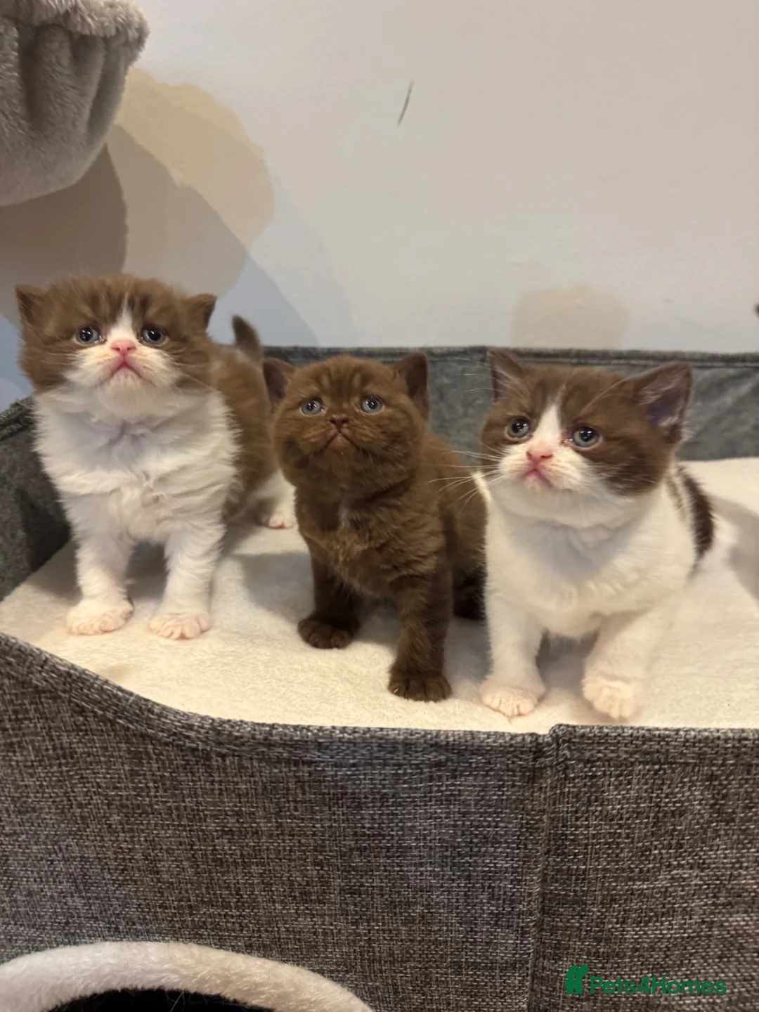 British Shorthair cats for sale: Stunning Chocolate British Shorthair Kittens  - Advert 1