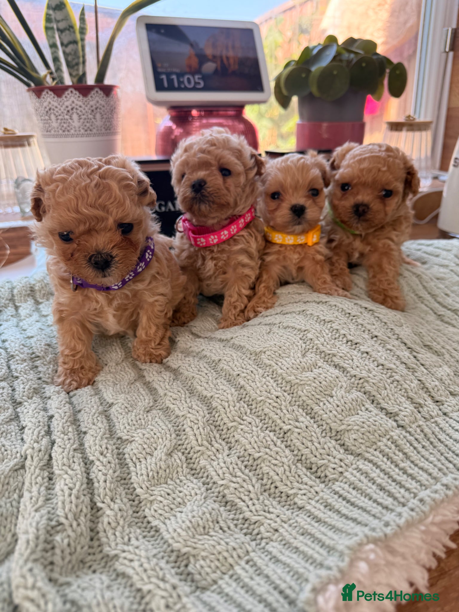 Maltipoo dogs 🤎Beautiful litter of Mini Mini Matipoo 🤎 - Advert 12