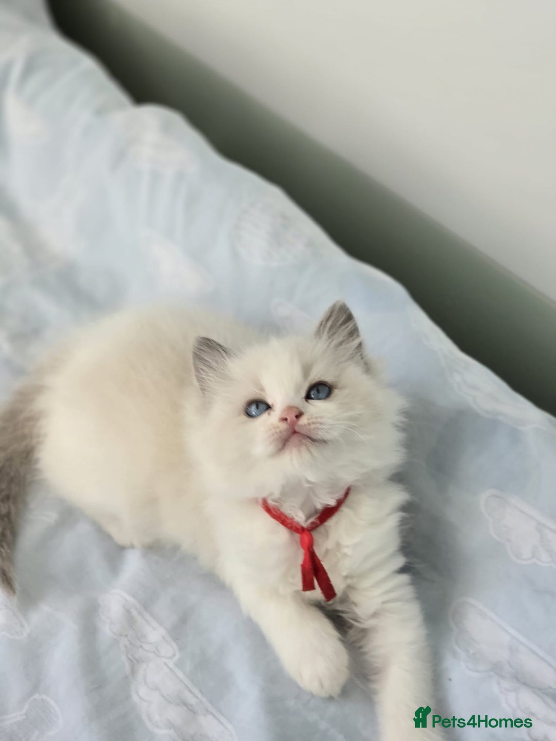 Ragdoll cats for sale: Active TICA princesses 👑❤️🩷💜 - Image 7