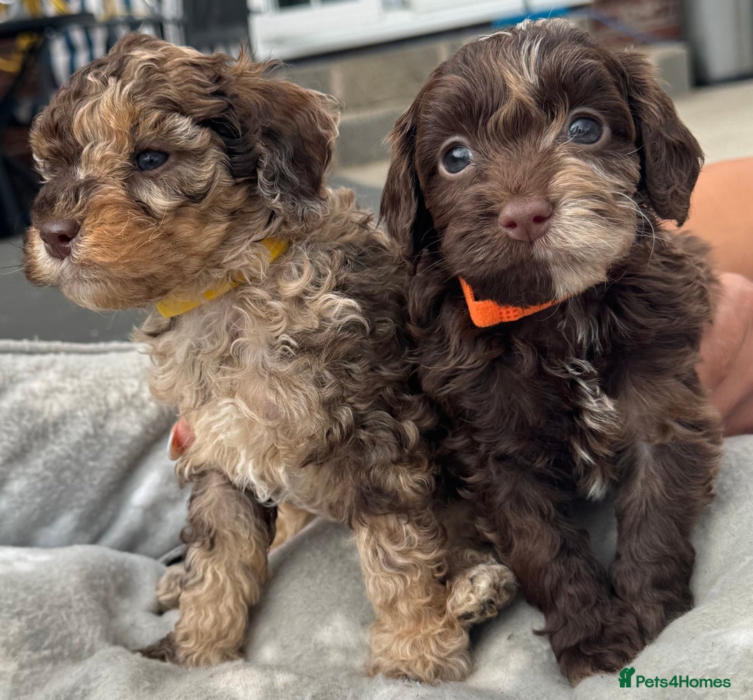 Mixed Breed dogs for sale: Chocolate merl Cockerpoo puppies - Image 3