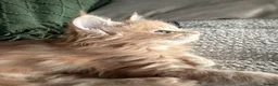 Maine Coon cats for sale: Maine Coon kittens from champion lines  - Advert 3