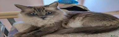 Ragdoll 1