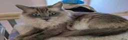 Ragdoll cats for sale: Beautiful ragdoll girl forsale in Lancaster - Advert 2