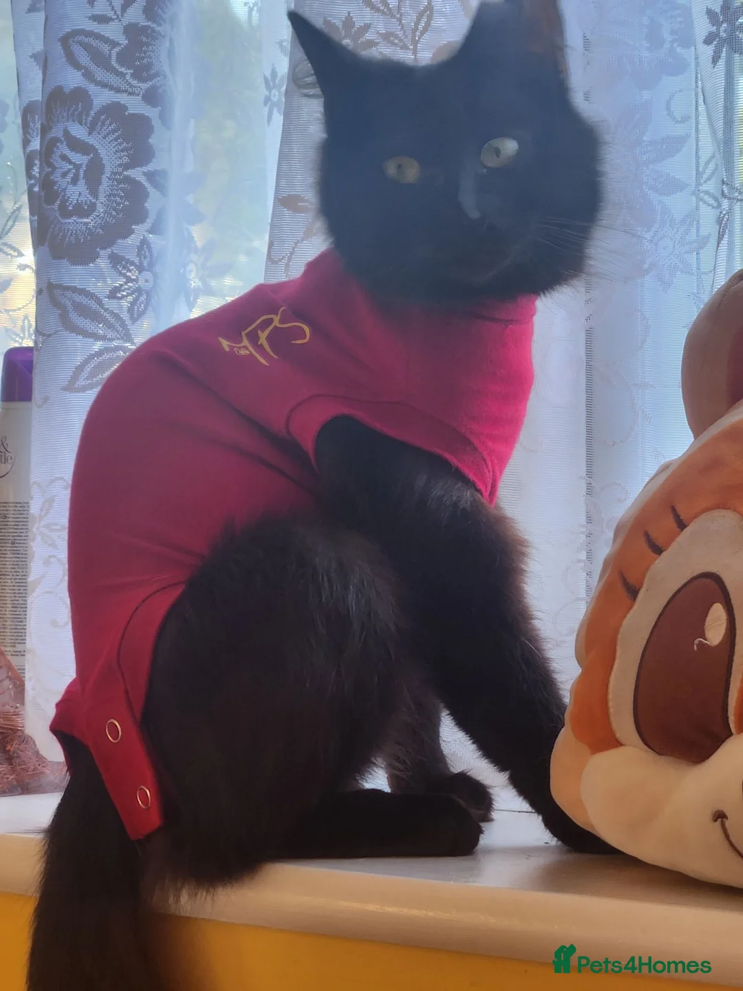 British Shorthair cats for sale: Mochi - Advert 8