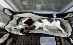 Mixed Breed cats for sale: Loving home only for a tiny happy boy - Image 12