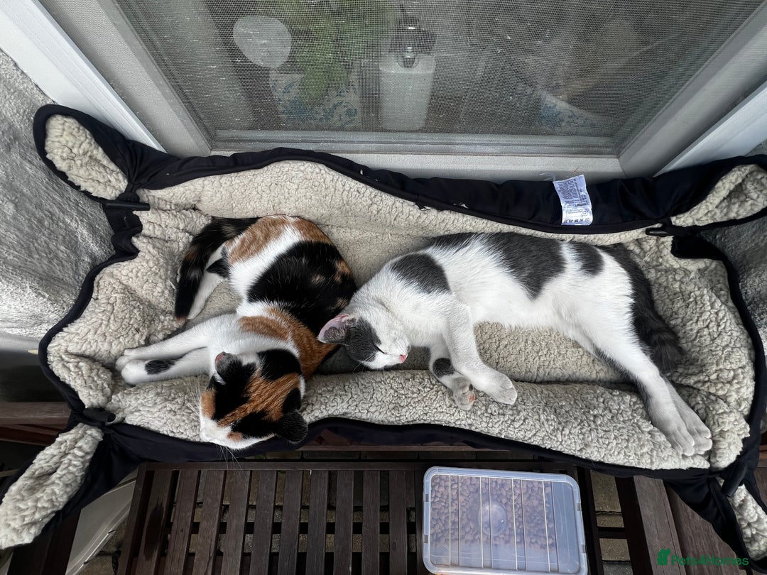 Mixed Breed cats for sale: Loving home only for a tiny happy boy - Image 12
