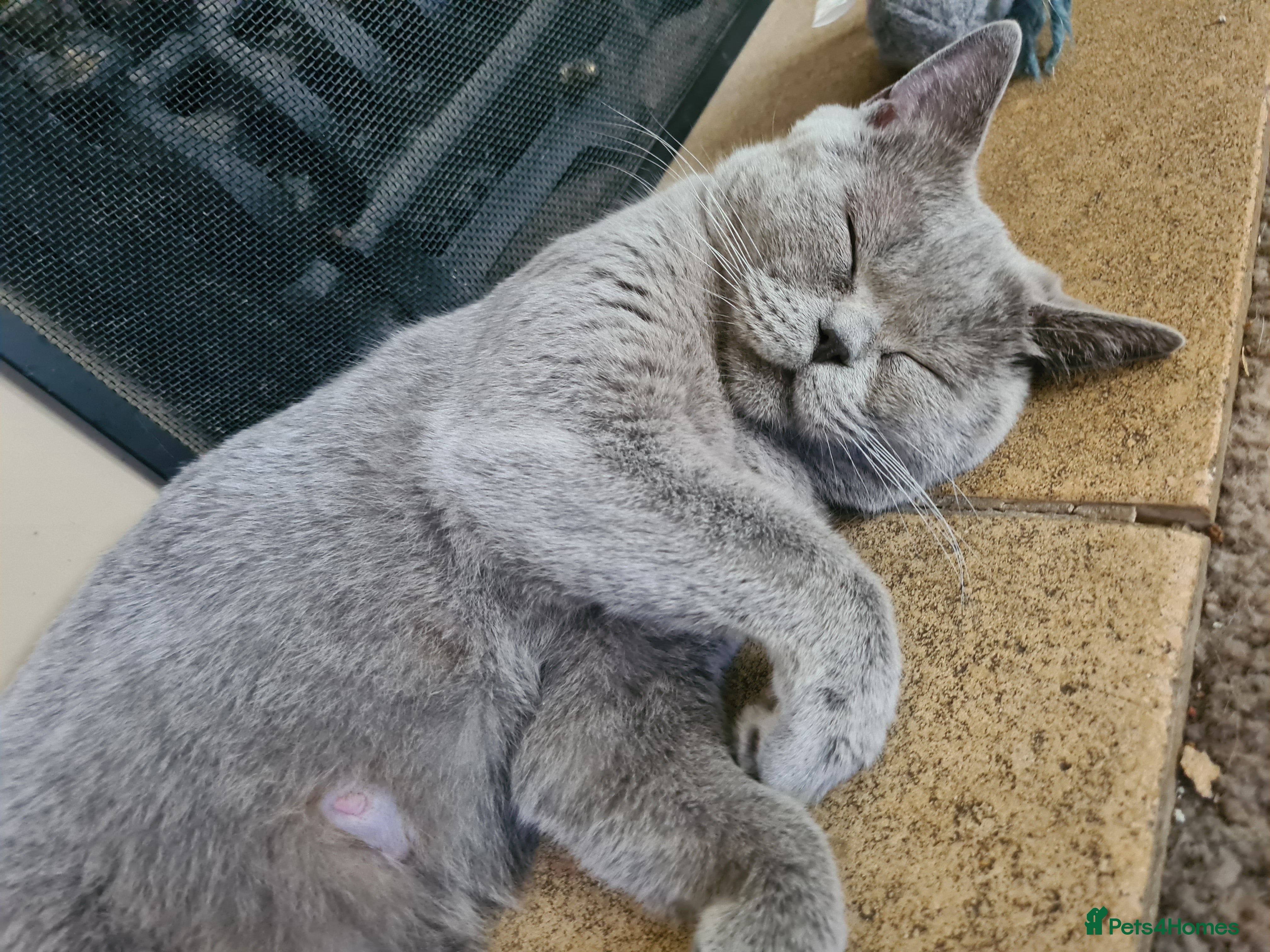 Himalayan cats Bicolour British shorthair Kittens - Advert 2