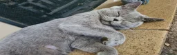 Himalayan cats for sale: Bicolour British shorthair Kittens - Advert 1