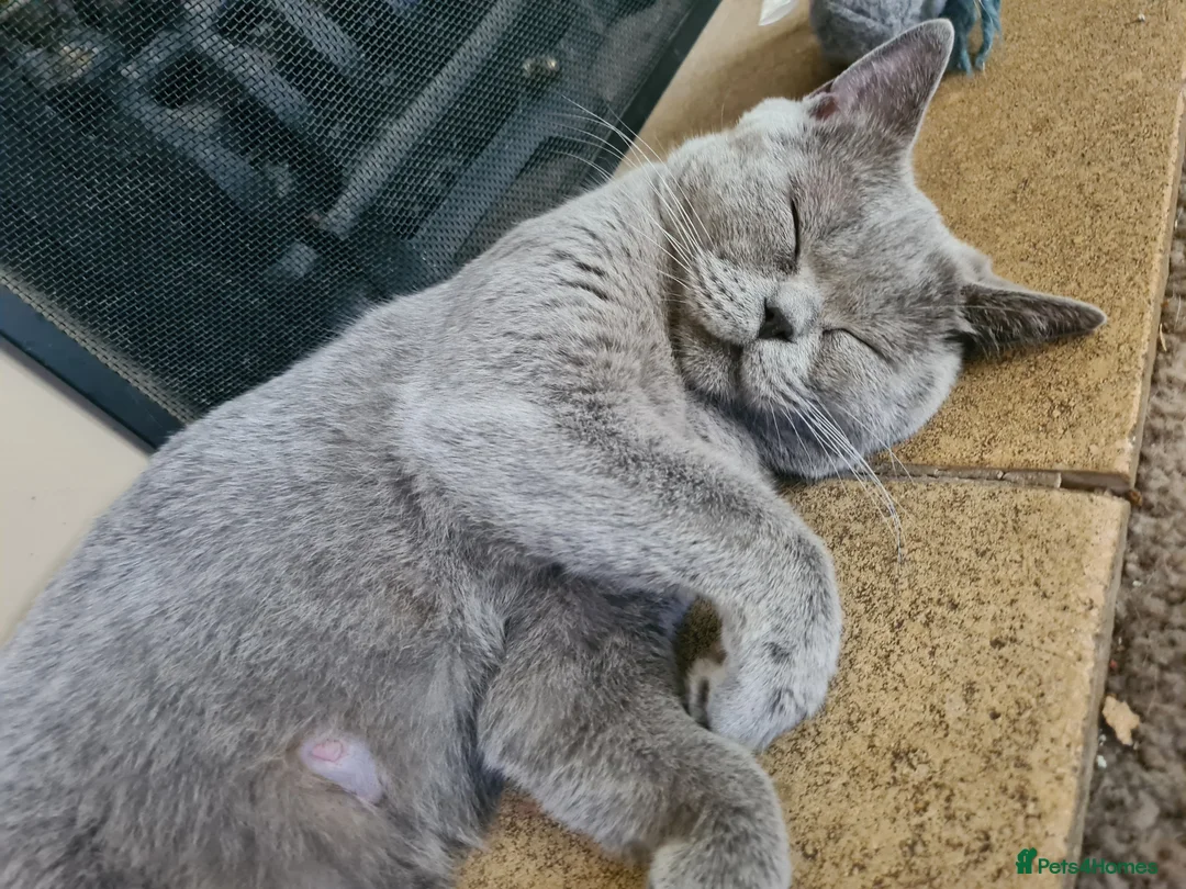 Himalayan cats for sale: Bicolour British shorthair Kittens - Advert 1