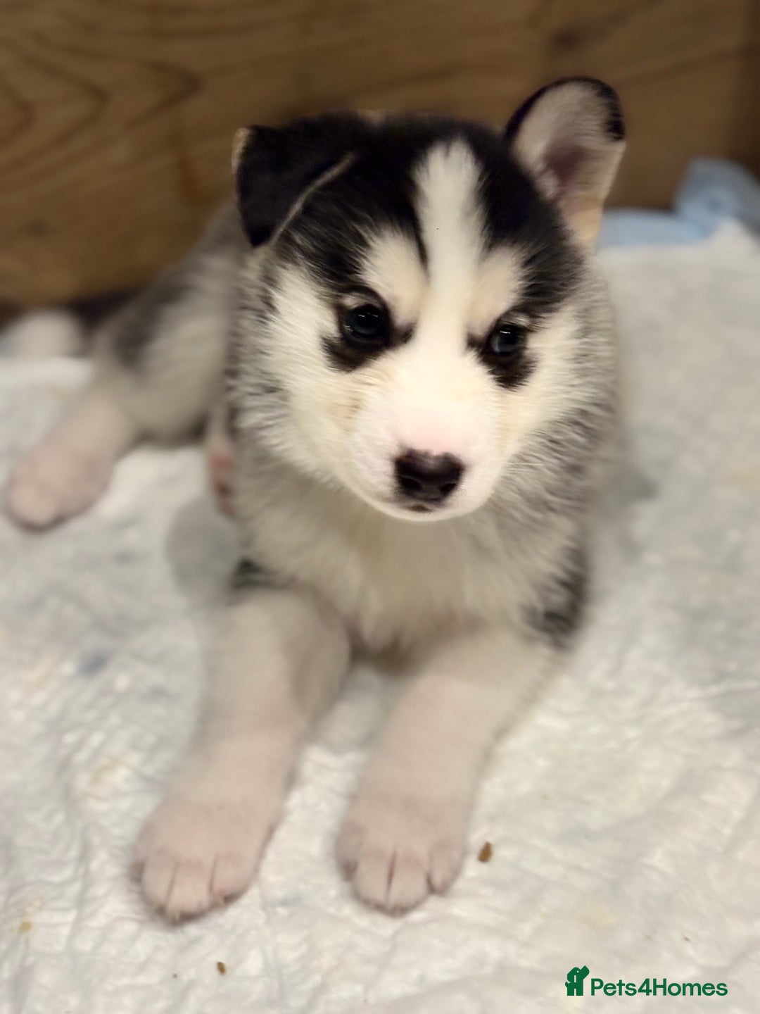 Siberian Husky dogs for sale: Siberian Huskies 2 male 4 female  - Advert 9