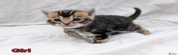 Bengal cats for sale: Gorgeous health tested glitter TICA Bengal kittens - Advert 4