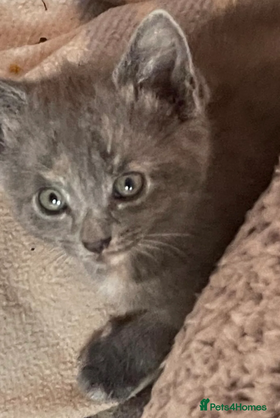 Mixed Breed cats for sale: Adorable kittens awaiting their forever homes  - Advert 2