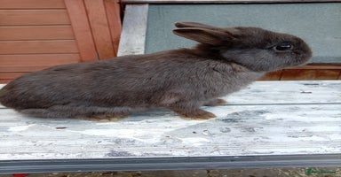Netherland Dwarf rabbits - Advert 14
