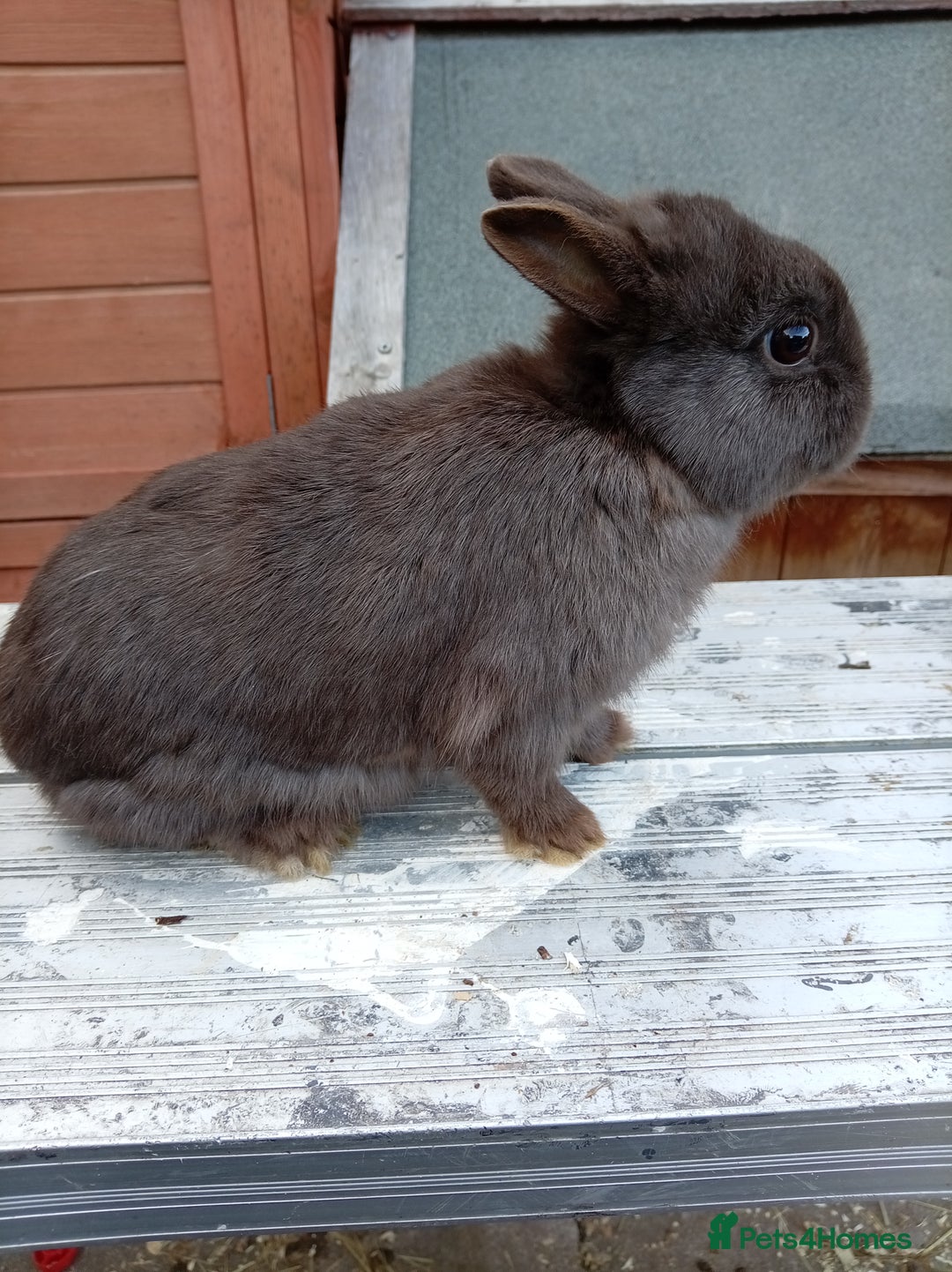 Netherland Dwarf rabbits for sale: Netherland dwarf females and males - Image 2