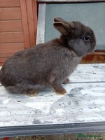 Netherland Dwarf rabbits - Advert 3