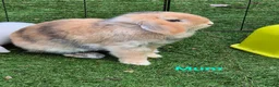 Mini Lop rabbits for sale: Litter of mini lops ready 20th March  - Advert 10