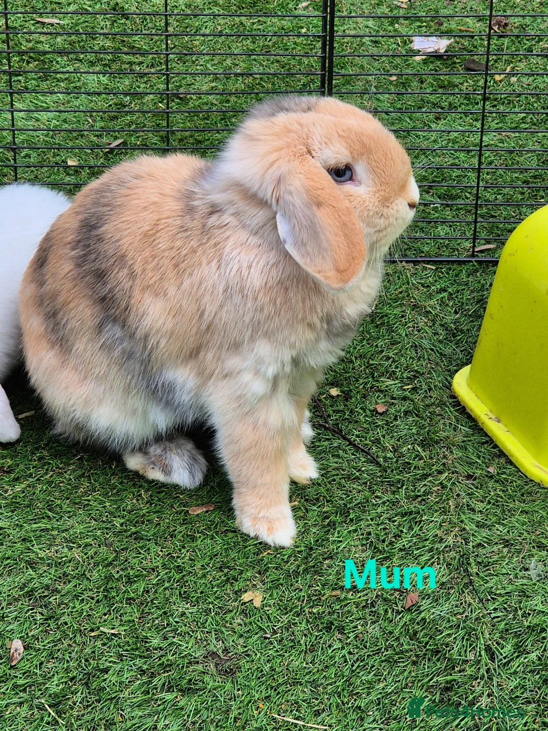Mini Lop rabbits for sale: Litter of mini lops ready 20th March  - Advert 10